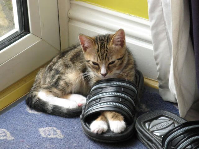 哲学之夜，孔德克己复礼，摩纳哥伯纳乌压哨诛心马竞