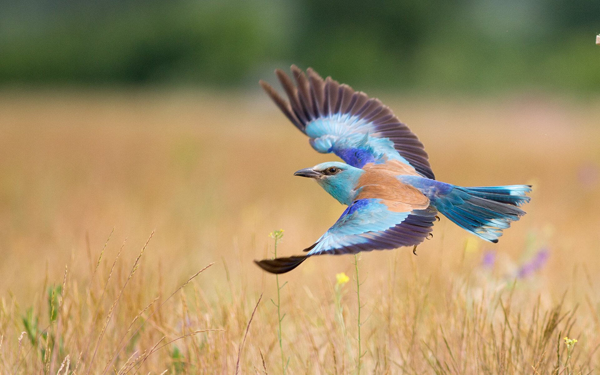 开云sport-闪电难敌时针！利拉德关键先生控场，公牛连续得分压制雷霆