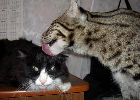 跨界之神,当约基奇在NBA总决赛上演F1年度争冠式接管