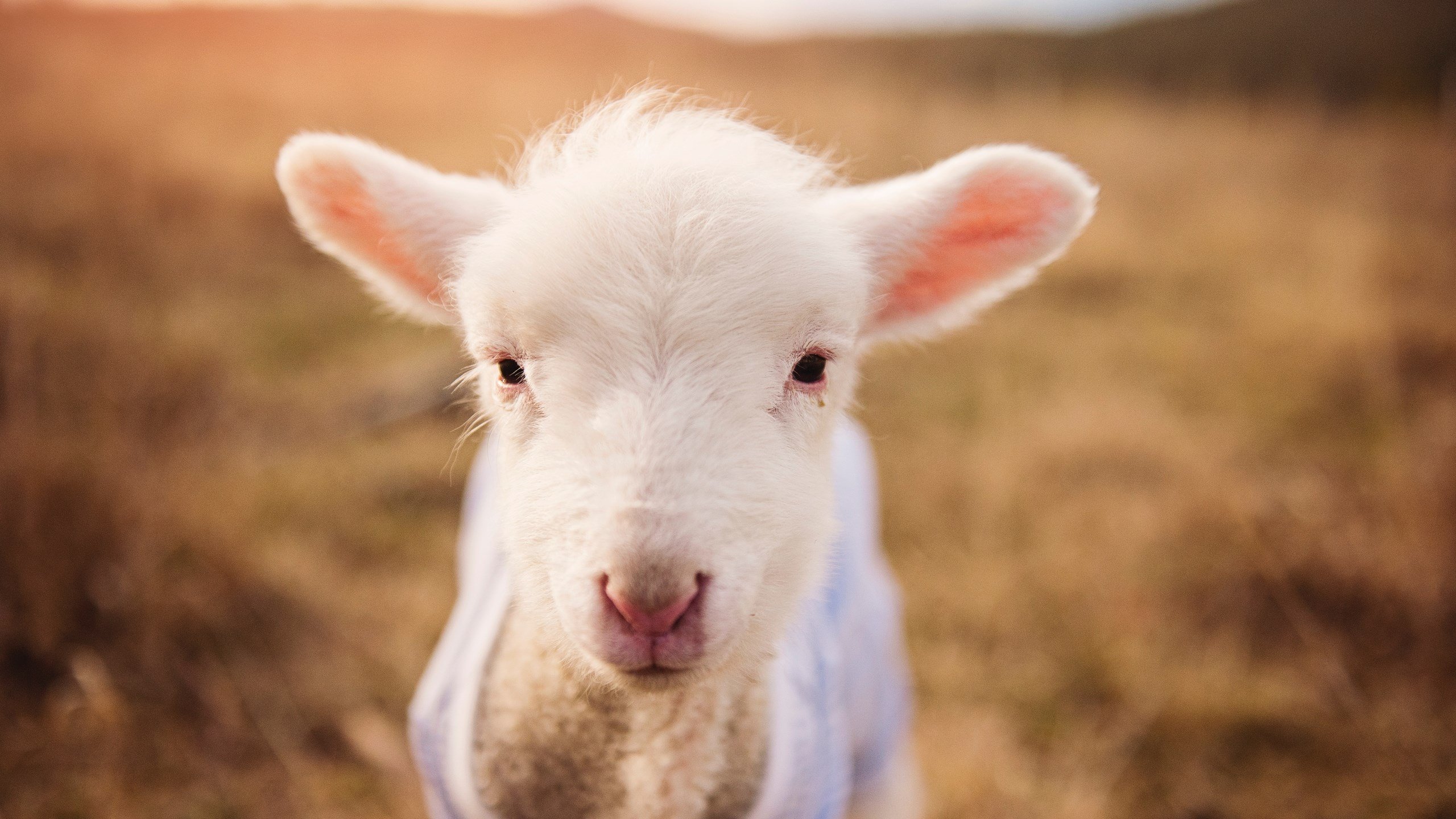 新丝路德比，久保建英在卡塔尔与土耳其的绿茵战争中接管比赛
