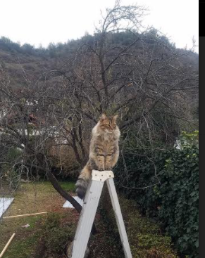 开云体育-久保建英的统治力与丹麦的生存战，一场定义现代足球光谱的夜晚