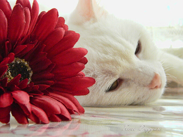 新王加冕，油门为杖，英格拉姆在F1年度争冠之夜用实力击碎所有质疑