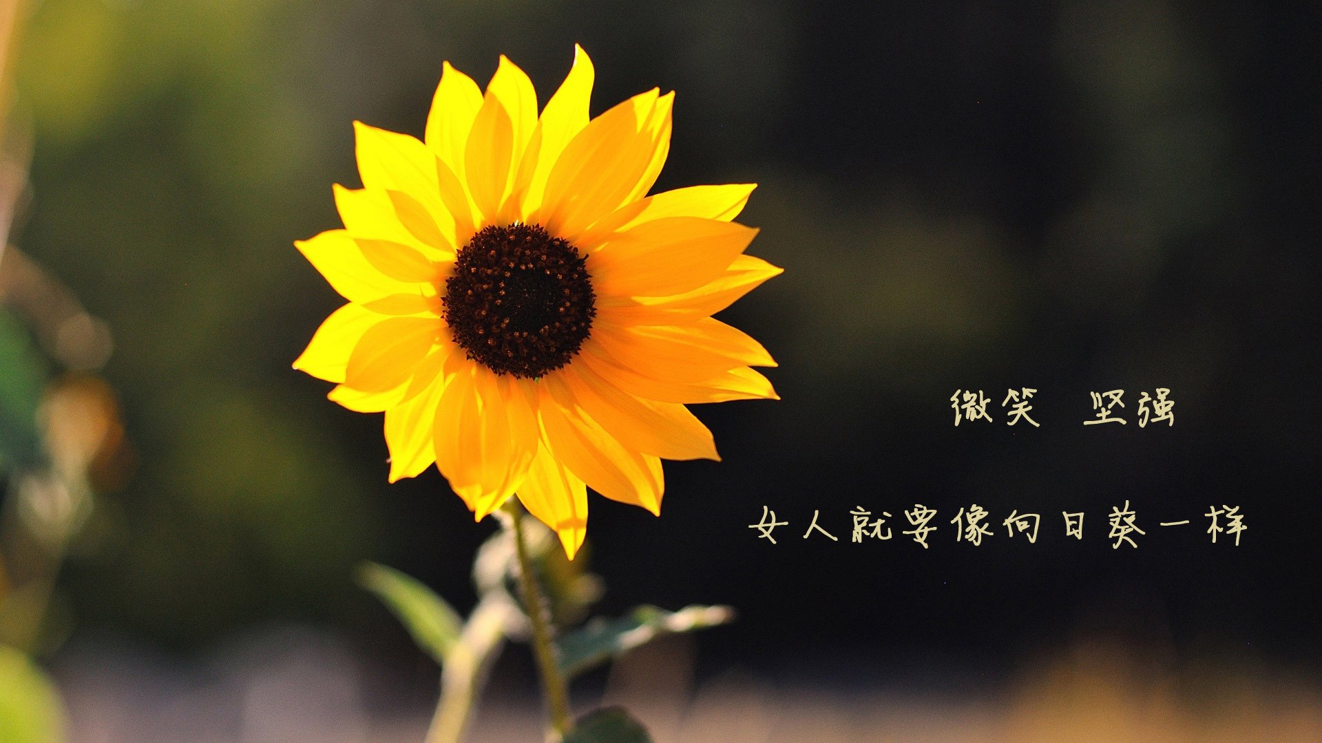 足球与战争的双生火焰，当阿坎吉爆发之际，伊拉克在奥斯陆写下足球最滚烫的寓言