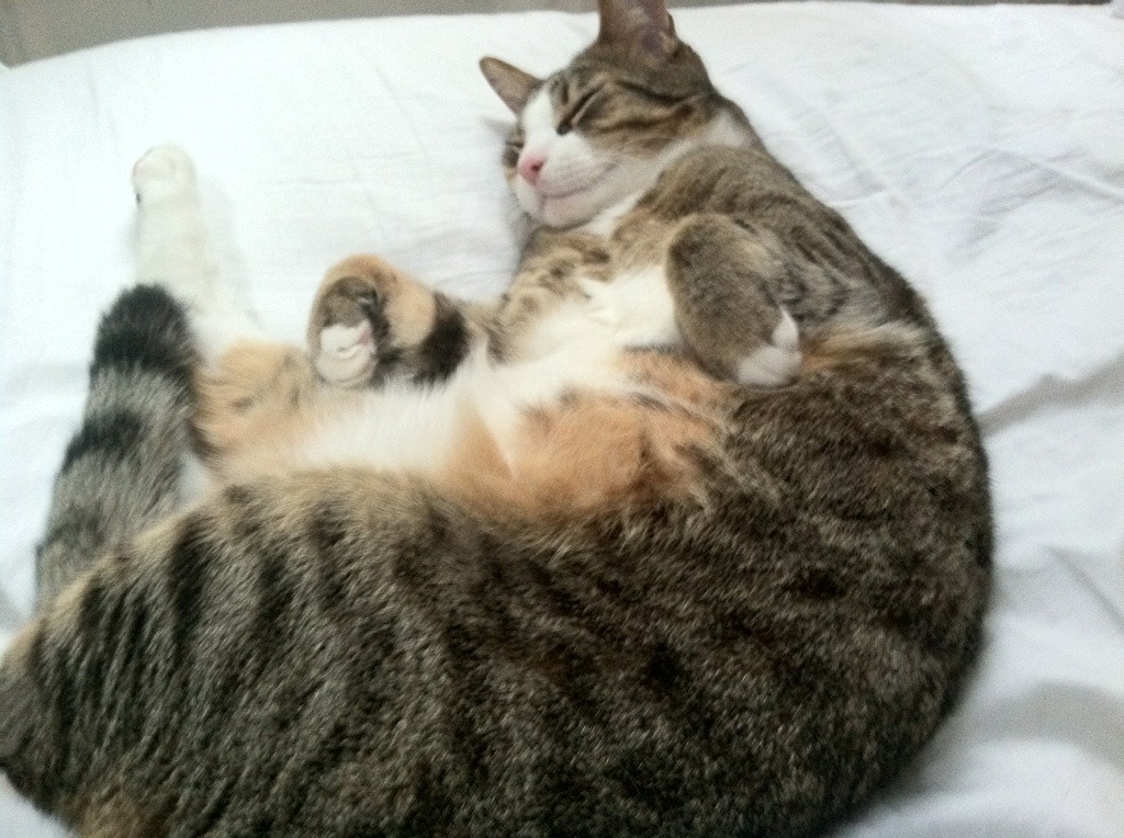 血肉祭坛上的独舞艺术家，三笘薰抢七夜的战争美学