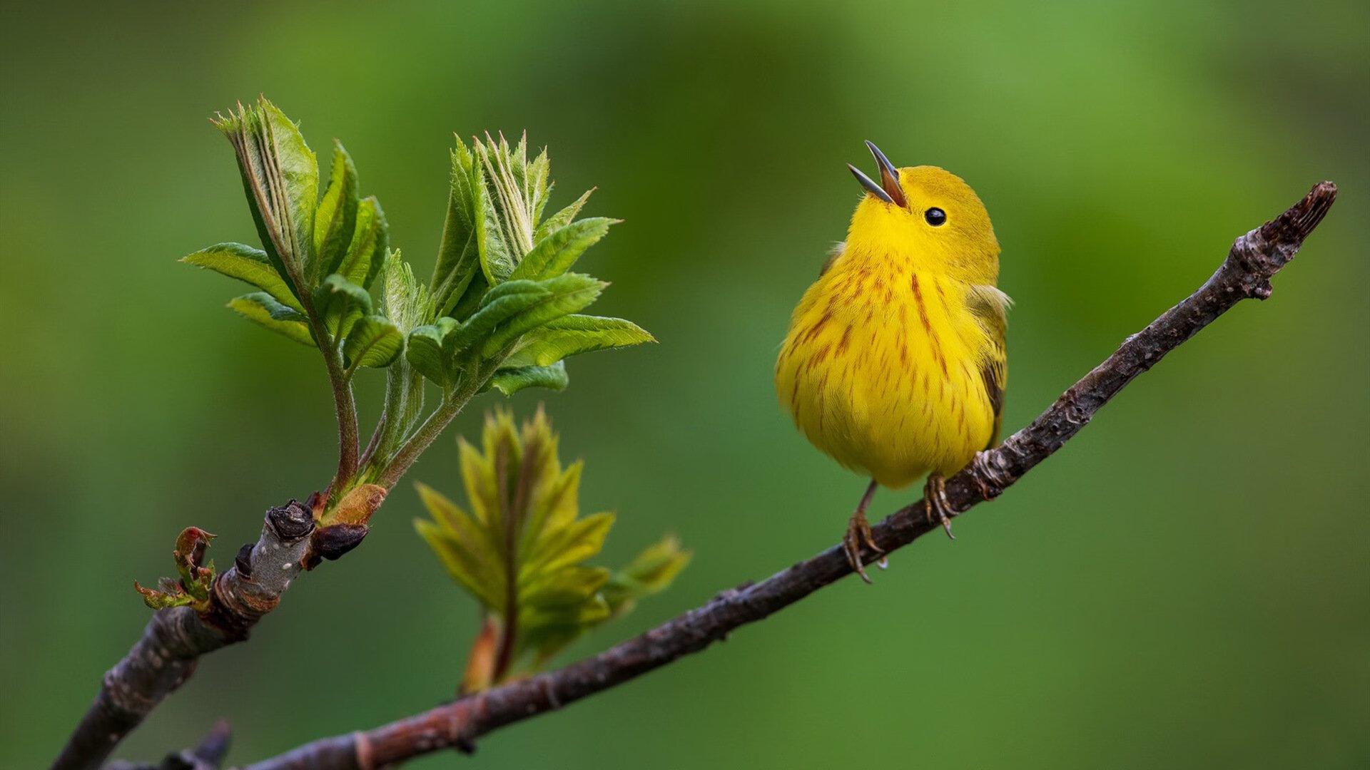 开云体育中国-双星同夜燃耀欧陆，潘帕斯风暴的另一重奏
