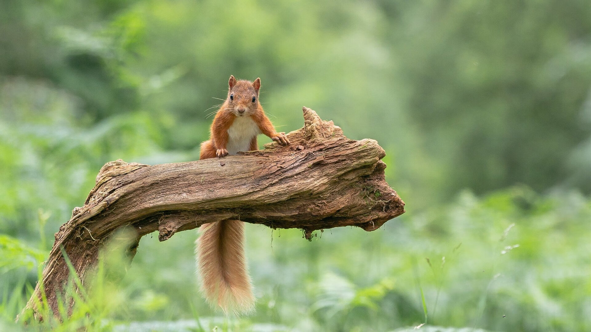 铁血与智慧的逆转，基米希在东决关键战接管比赛