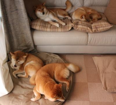 开云体育入口-跨越山海的热血交响，布克、开拓者与广东队的王者共鸣