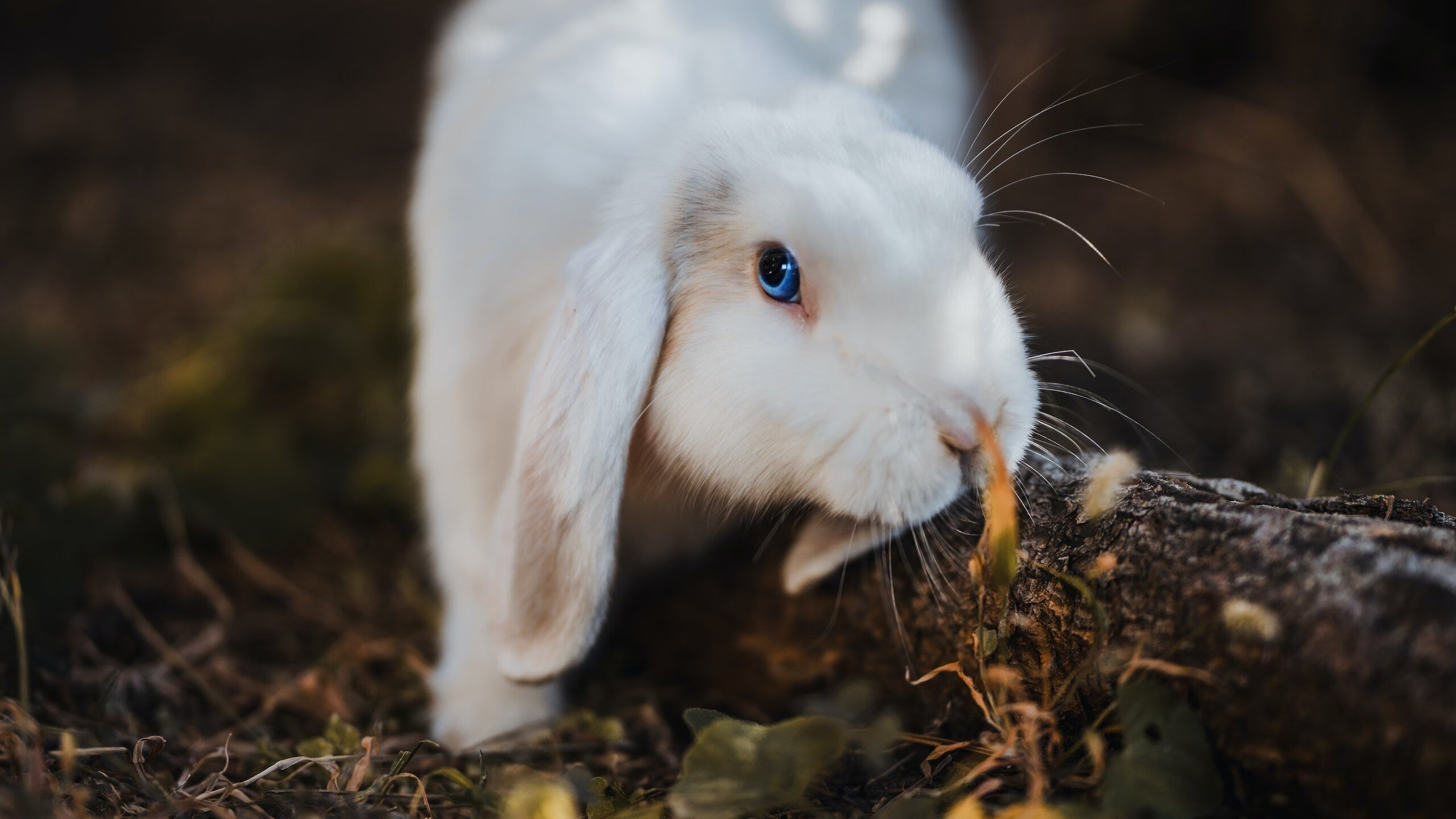 宿敌对决,老鹰与奇才的战术博弈与意志较量