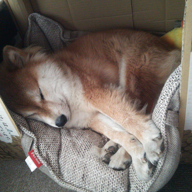 跨越时空的对决，西决式生死战，日本如何正面击溃巴黎？