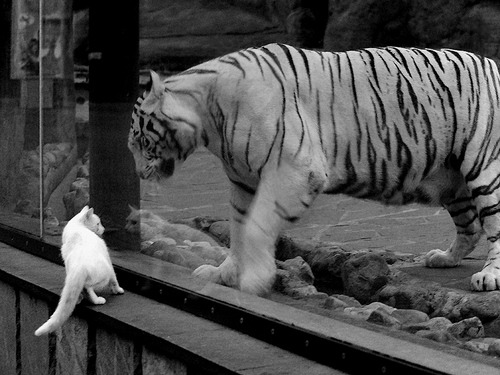 硬仗的两种答案,韩国的铁血意志,与京多安的孤胆时刻