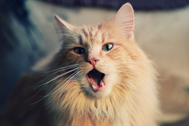 蓝军意志与黄芒节奏，当斯坦福桥的战术基因在平行时空唤醒亚洲獠牙