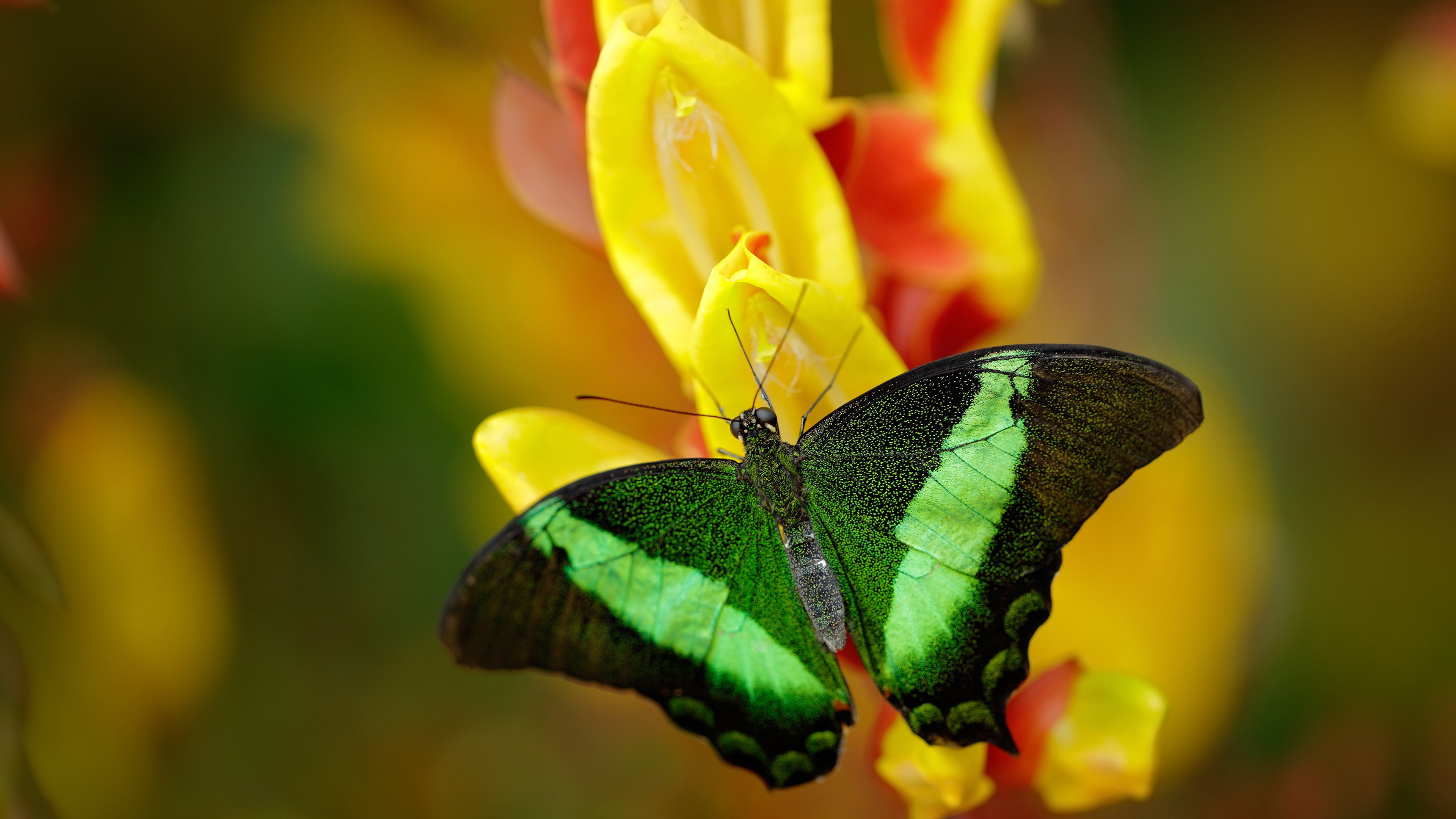 樱花武士绝境绽放,北欧狂飙席卷蔚蓝岸—哈兰德加时一剑封喉,日本队奇幻逆转尼斯