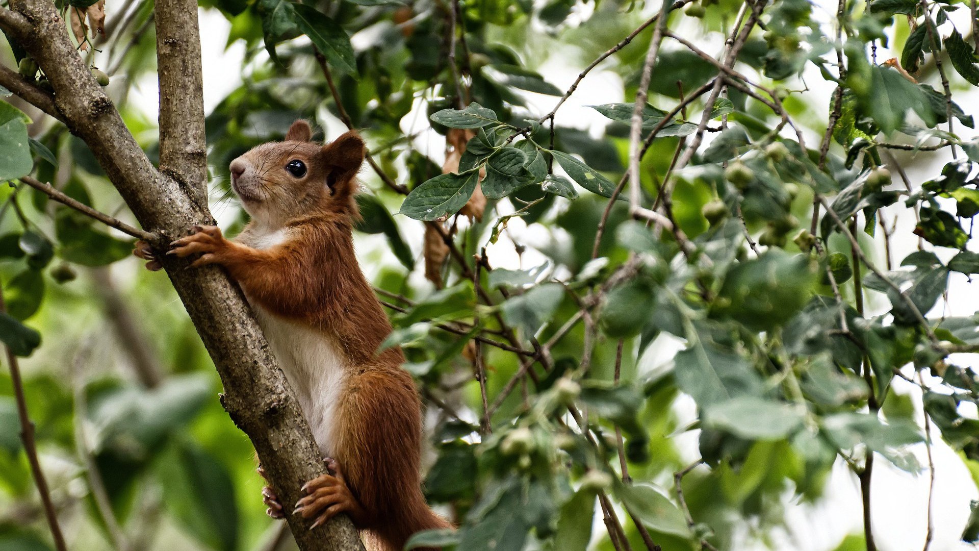 开云体育在线-逆袭的沙漠之风，当突尼斯精神碾压拜仁王朝，蒂亚戈的救赎之路