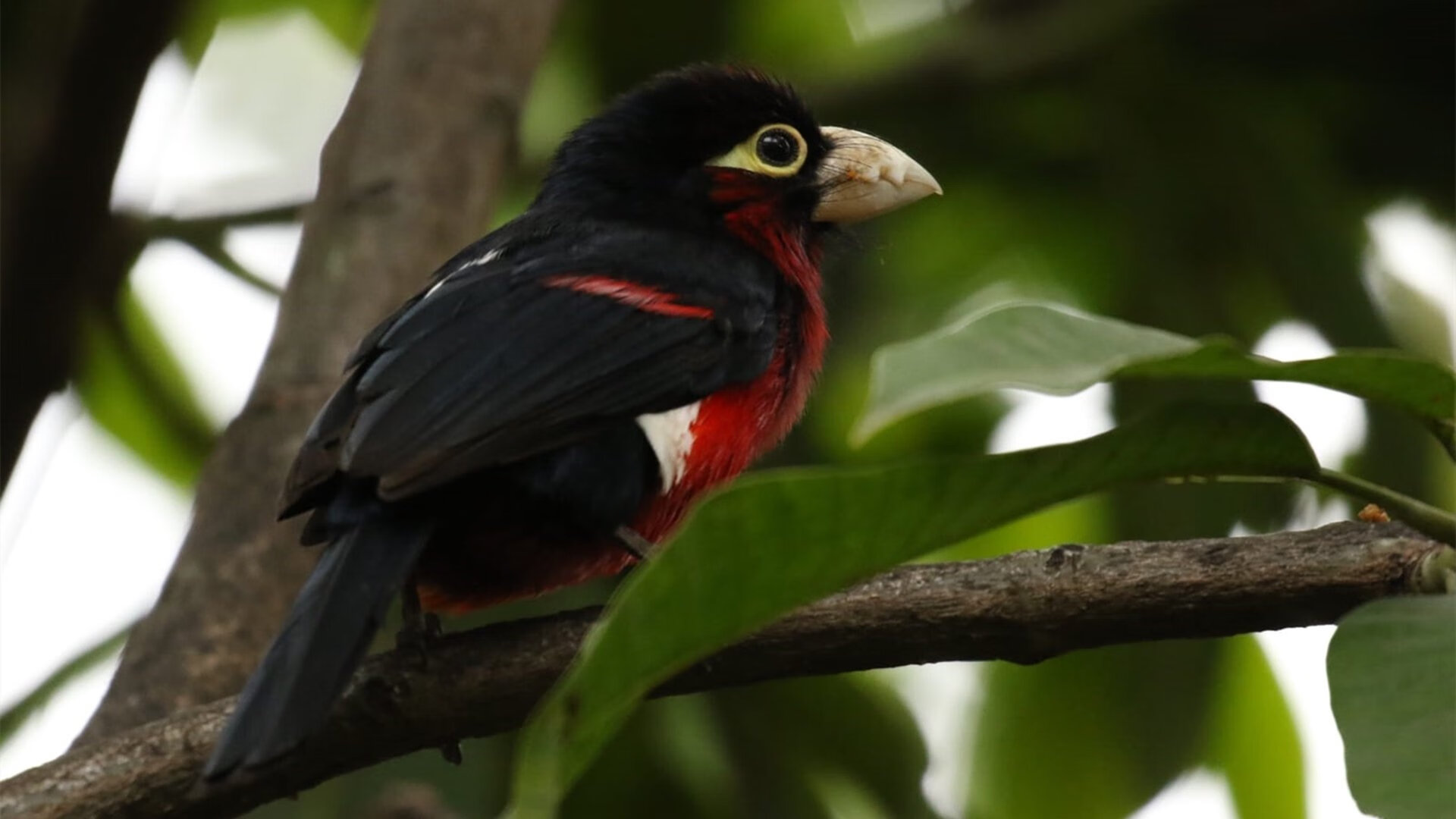 开云体育-皮克惊天远射定乾坤，智利绝境突围加拿大