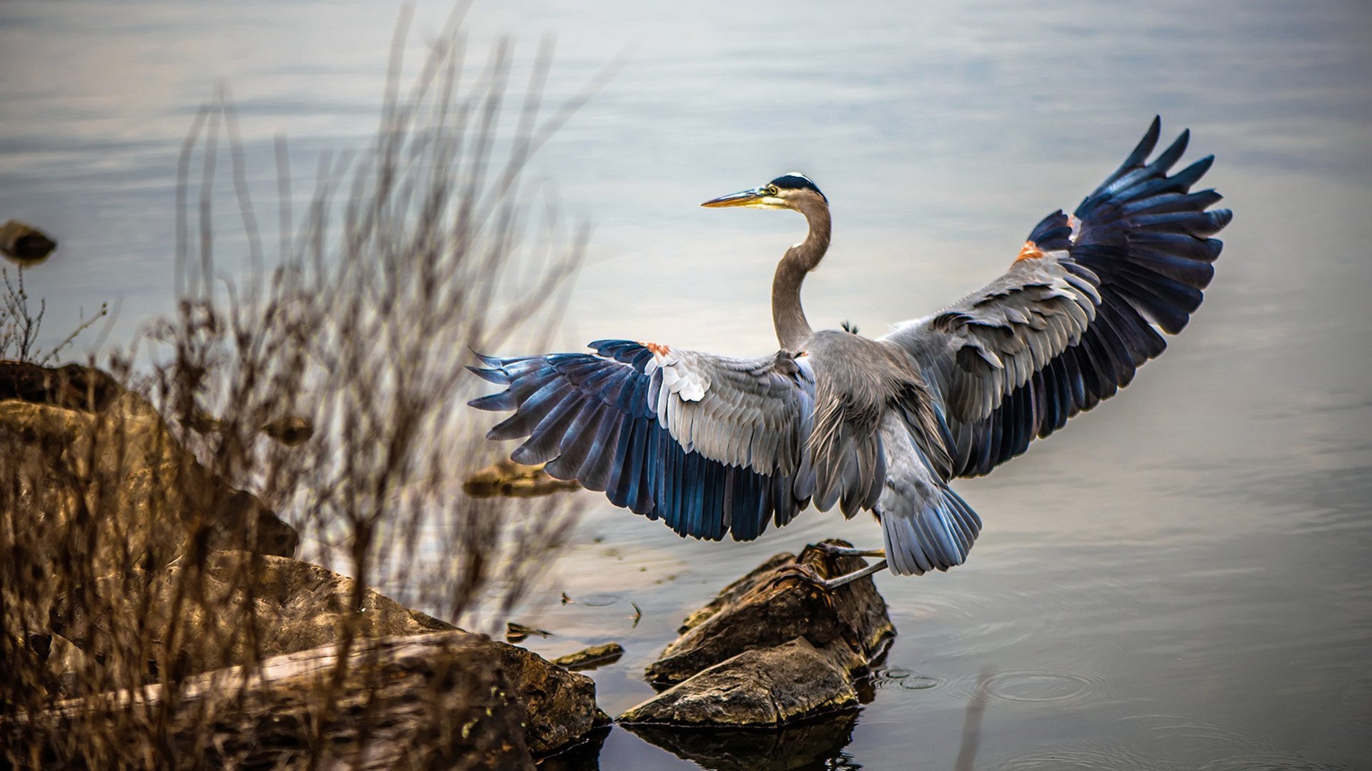 开云sport-绿茵唯一性，当罗德里化为节拍器，瑞士写下团队寓言