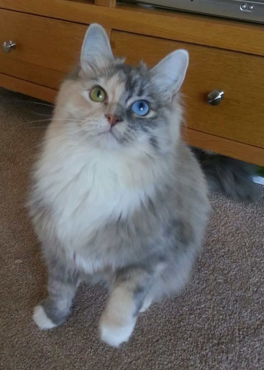 双线争冠，欧冠决赛启示录与篮网对76人的收割艺术