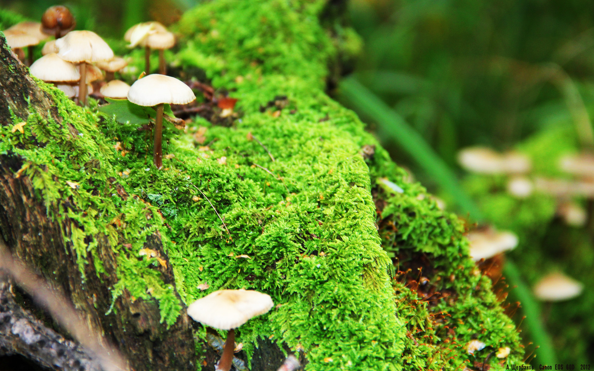 开云体育官网-独一无二的远见，拉梅洛·鲍尔化身航海王，鹈鹕跨越大洋踏平浙江队