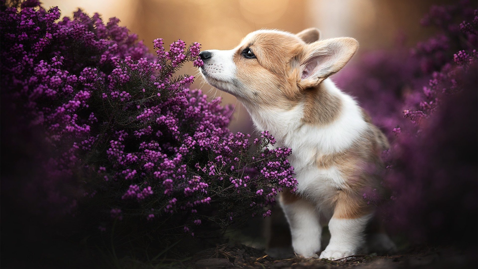 开云体育官网-欧洲足坛双星闪耀，努涅斯生涯之夜与皇马铁血闯过委内瑞拉关