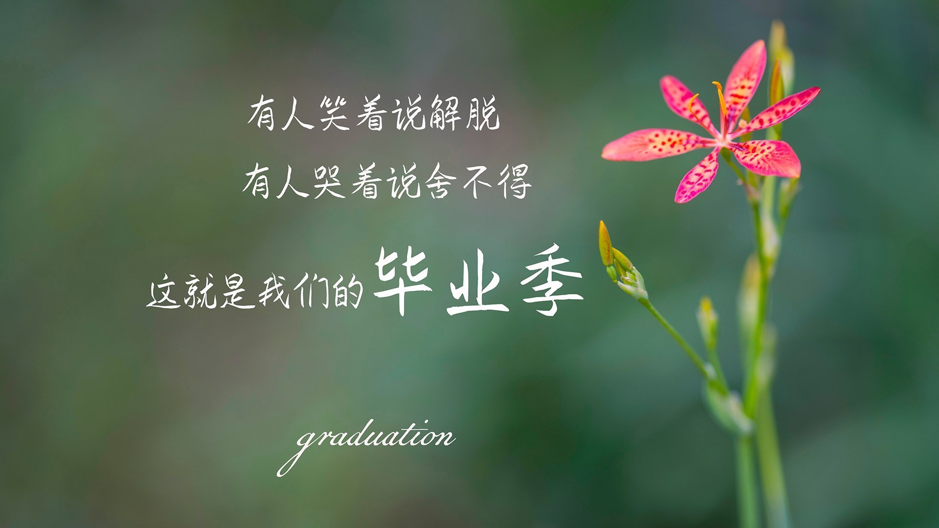 一个中场的绝唱,当京多安的独舞撞上突尼斯的孤勇—2026世界杯C组唯一性解码